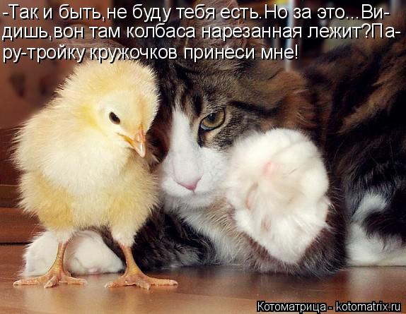 -Так и быть,не буду тебя есть.Но за это...Ви- дишь,вон там колбаса нарезанная лежит?Па- ру-тройку кру... Котоматрица: -Так и быть,не буду тебя есть.Но за это...Ви- дишь,вон там колбаса нарезанная лежит?Па- ру-тройку кружочков принеси мне!