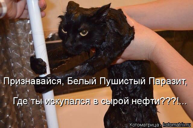 Котоматрица: Признавайся, Белый Пушистый Паразит, Где ты искупался в сырой нефти???!...