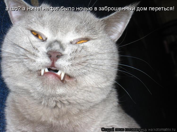 а шо? а ниче! нефиг было ночью в заброшенный дом переться!... Котоматрица: а шо? а ниче! нефиг было ночью в заброшенный дом переться!