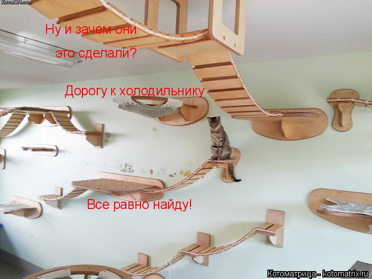 Котоматрица: Ну и зачем они  это сделали? Дорогу к холодильнику Все равно найду!