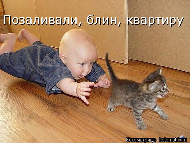 Котоматрица: Позаливали, блин, квартиру