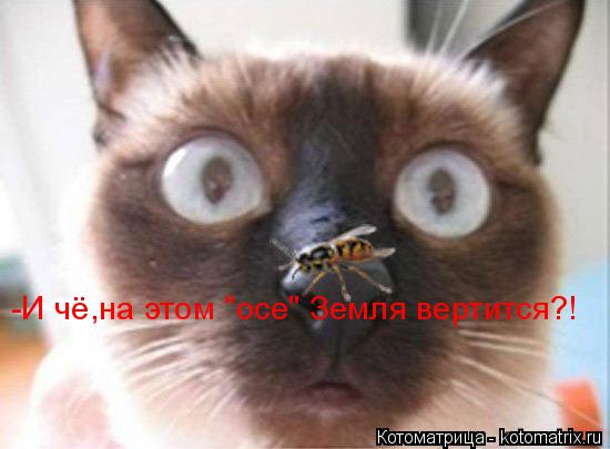 Котоматрица: -И чё,на этом "осе" Земля вертится?!