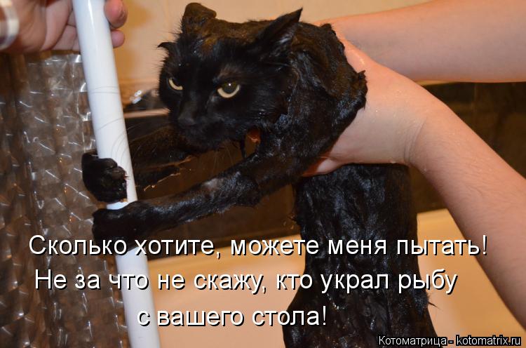 Котоматрица: Сколько хотите, можете меня пытать! Не за что не скажу, кто украл рыбу с вашего стола!