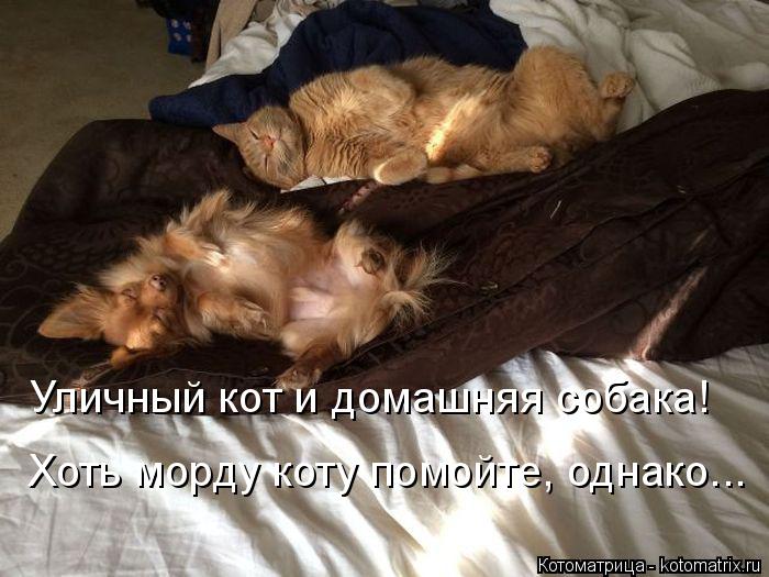 Котоматрица: Уличный кот и домашняя собака! Хоть морду коту помойте, однако...
