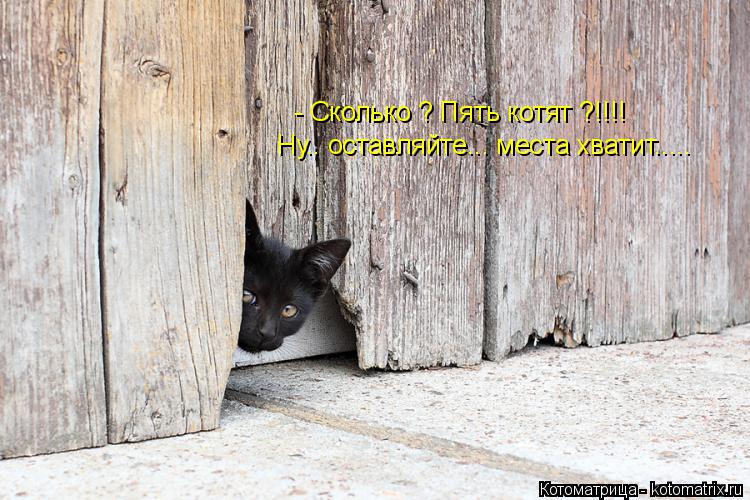 - Сколько ? Пять котят ?!!!! Ну.. оставляйте... места хватит........ Котоматрица: - Сколько ? Пять котят ?!!!! Ну.. оставляйте... места хватит.....