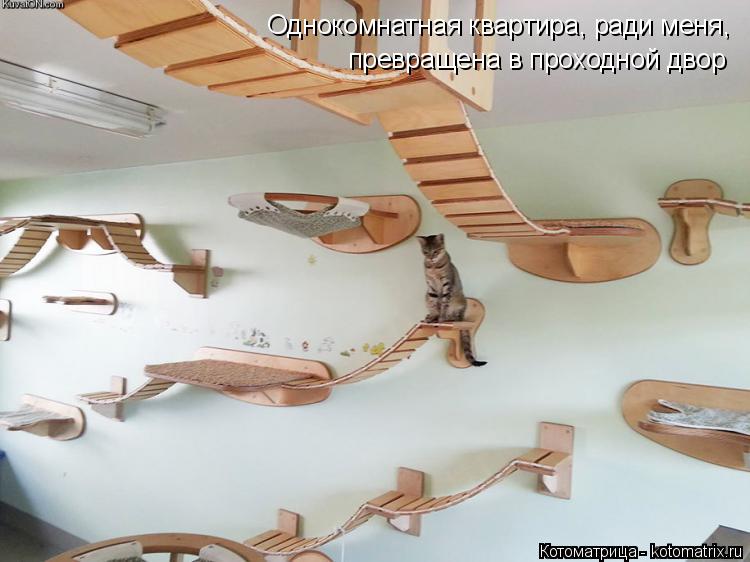 Котоматрица: Однокомнатная квартира, ради меня, превращена в проходной дво Однокомнатная квартира, ради меня,  превращена в проходной двор