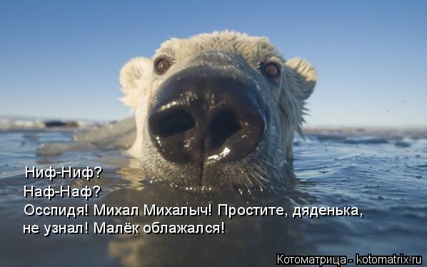 Ниф-Ниф? Наф-Наф? Осспидя! Михал Михалыч! Простите, дяденька, не узнал! Малёк облажался!... Котоматрица: Ниф-Ниф? Наф-Наф? Осспидя! Михал Михалыч! Простите, дяденька, не узнал! Малёк облажался!