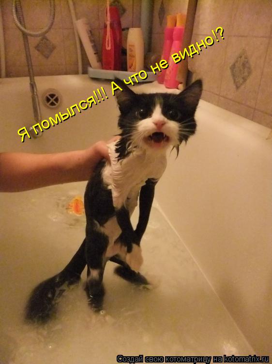 Я помылся!!! А что не видно!?... Котоматрица: Я помылся!!! А что не видно!?