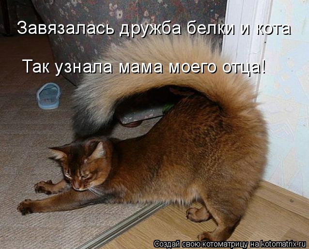 Завязалась дружба белки и кота Так узнала мама моего отца!... Котоматрица: Завязалась дружба белки и кота Так узнала мама моего отца!