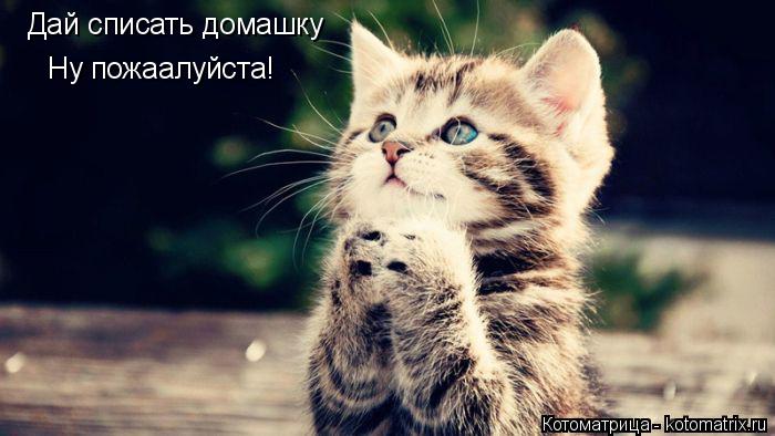 Котоматрица: Дай списать домашку Ну пожаалуйста!