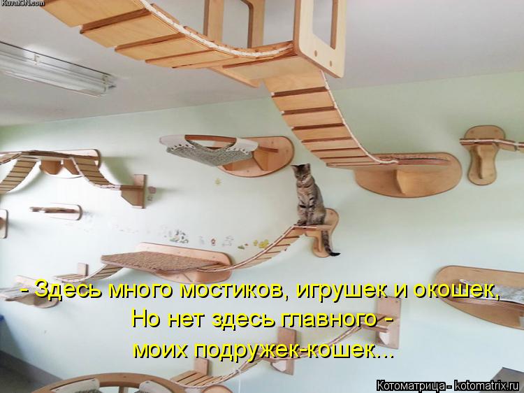 Котоматрица: - Здесь много мостиков, игрушек и окошек, Но нет здесь главного -  моих подружек-кошек...
