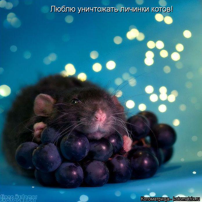 Люблю уничтожать личинки котов!... Котоматрица: Люблю уничтожать личинки котов!