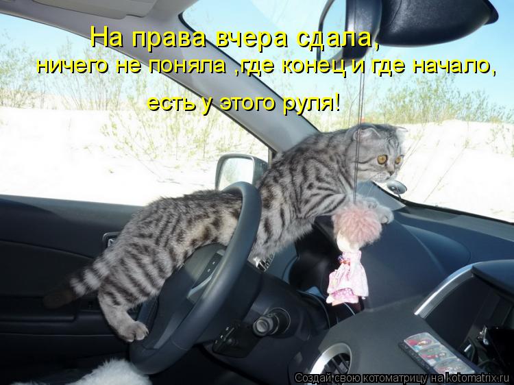 Котоматрица: На права вчера сдала, ничего не поняла ,где конец и где начало, есть у этого руля!