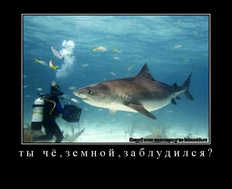 ты чё,земной,заблудился? ... Котоматрица: ты чё,земной,заблудился?