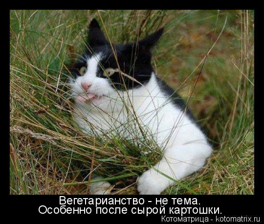 Вегетарианство - не тема. Особенно после сырой картошки.... Котоматрица: Вегетарианство - не тема. Особенно после сырой картошки.