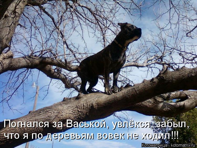 Котоматрица: Погнался за Васькой, увлёкся, забыл, что я по деревьям вовек не ходил!!!
