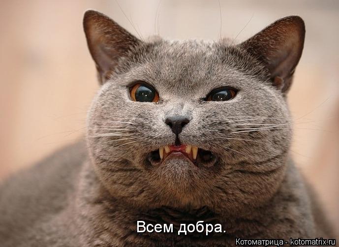 Всем добра.... Котоматрица: Всем добра.
