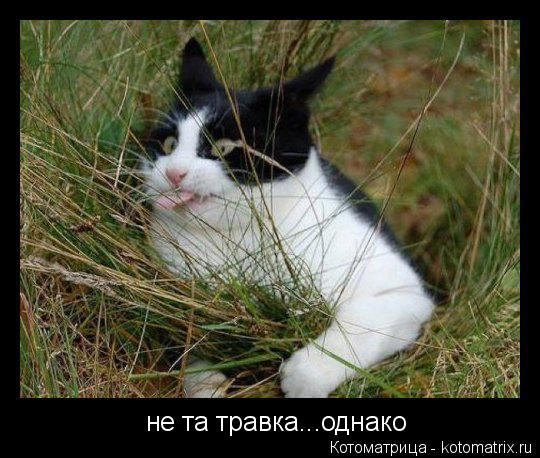 не та травка...однако... Котоматрица: не та травка...однако