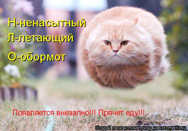 Котоматрица: Н-ненасытный Л-летающий О-обормот Появляется внезапно!!! Прячет еду!!!