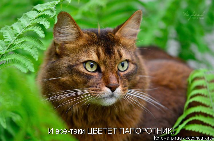Котоматрица: И всё-таки ЦВЕТЁТ ПАПОРОТНИК!