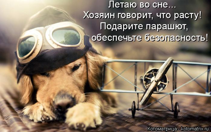 Летаю во сне... Хозяин говорит, что расту! Подарите парашют, обеспечьте безопасность!... Котоматрица: Летаю во сне... Хозяин говорит, что расту! Подарите парашют, обеспечьте безопасность!