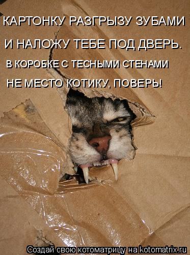 КАРТОНКУ РАЗГРЫЗУ ЗУБАМИ И НАЛОЖУ ТЕБЕ ПОД ДВЕРЬ. В КОРОБКЕ С ТЕСНЫМИ СТЕНАМИ НЕ МЕСТО КОТИКУ, ПОВЕРЬ... Котоматрица: КАРТОНКУ РАЗГРЫЗУ ЗУБАМИ И НАЛОЖУ ТЕБЕ ПОД ДВЕРЬ. В КОРОБКЕ С ТЕСНЫМИ СТЕНАМИ НЕ МЕСТО КОТИКУ, ПОВЕРЬ!