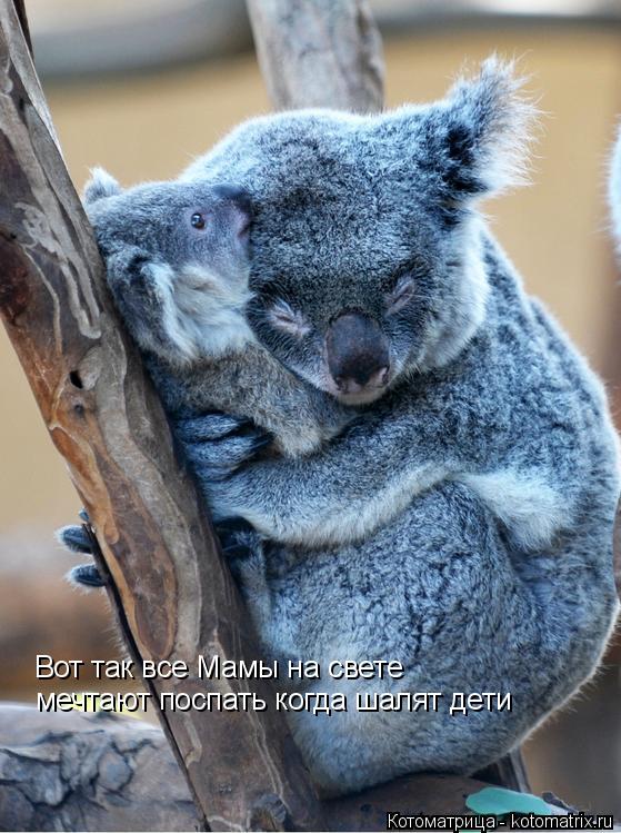 Котоматрица: Вот так все Мамы на свете  мечтают поспать когда шалят дети