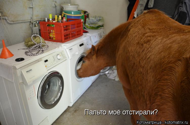 Котоматрица: Пальто моё отстирали?