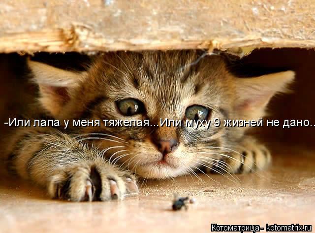 Котоматрица: -Или лапа у меня тяжелая...Или муху 9 жизней не дано..