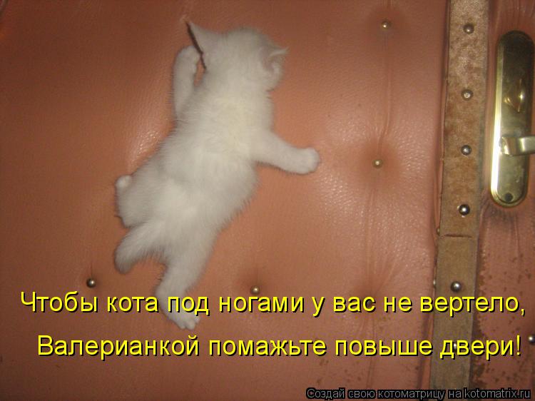 Валерианкой помажьте повыше двери! Чтобы кота под ногами у вас не вертело,... Котоматрица: Валерианкой помажьте повыше двери! Чтобы кота под ногами у вас не вертело,