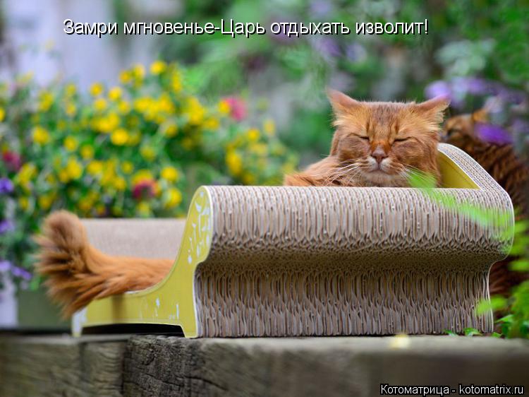 Котоматрица: Замри мгновенье-Царь отдыхать изволит!