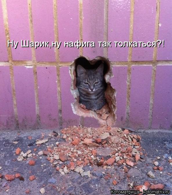 Ну Шарик,ну нафига так толкаться?!... Котоматрица: Ну Шарик,ну нафига так толкаться?!