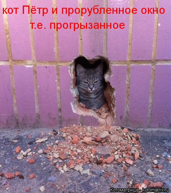 кот Пётр и прорубленное окно т.е. прогрызанное... Котоматрица: кот Пётр и прорубленное окно т.е. прогрызанное