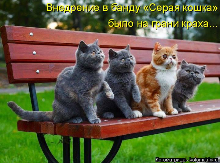 Внедрение в банду «Серая кошка» было на грани краха...... Котоматрица: Внедрение в банду «Серая кошка» было на грани краха...