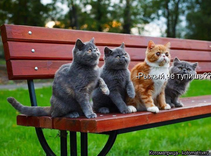 Котоматрица: -Рыжый,чё тупишь??