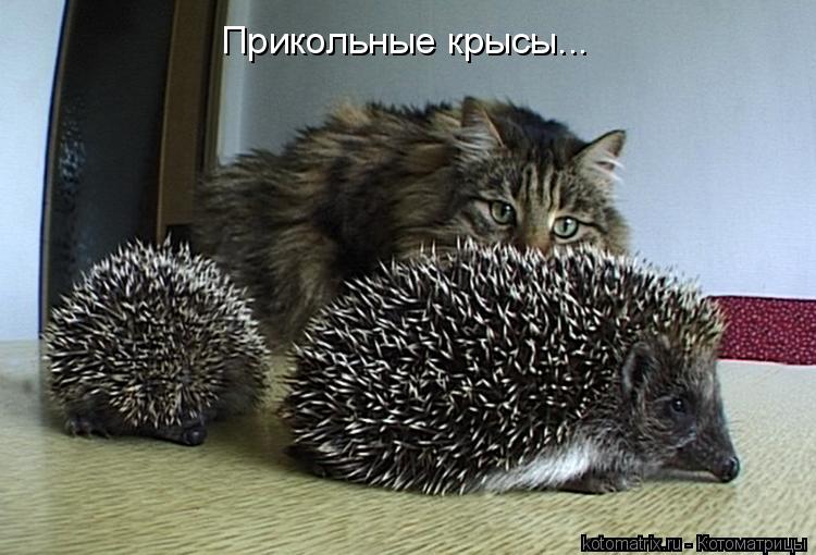 Котоматрица: Прикольные крысы...