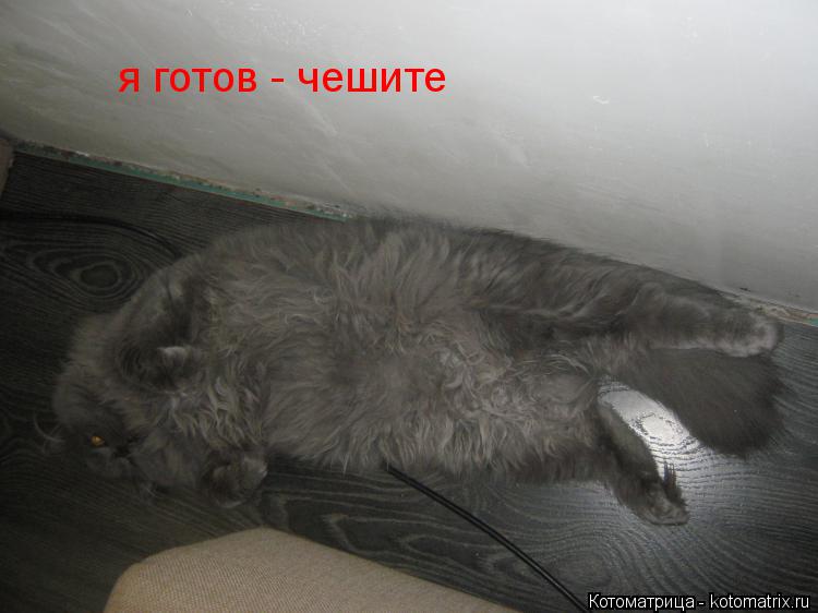 я готов - чешите... Котоматрица: я готов - чешите