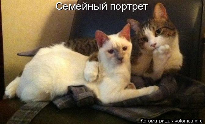 Семейный портрет... Котоматрица: Семейный портрет