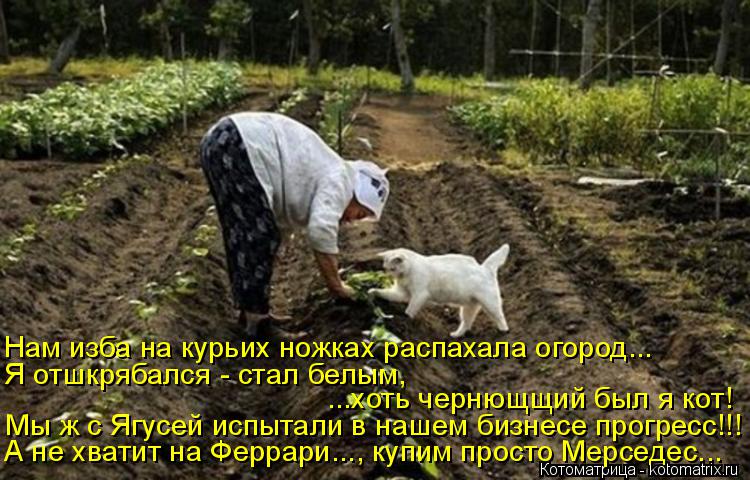 Котоматрица: А не хватит на Феррари..., купим просто Мерседес... ...хоть чернющщий был я кот! Я отшкрябался - стал белым, Нам изба на курьих ножках распахала о