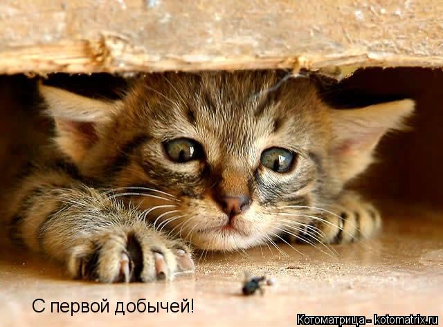 С первой добычей!... Котоматрица: С первой добычей!