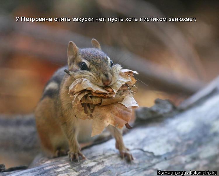У Петровича опять закуски нет, пусть хоть листиком занюхает.... Котоматрица: У Петровича опять закуски нет, пусть хоть листиком занюхает.