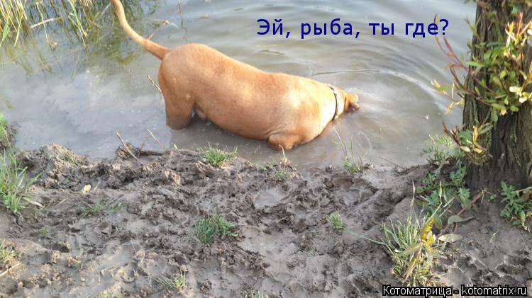 Эй, рыба, ты где?... Котоматрица: Эй, рыба, ты где?