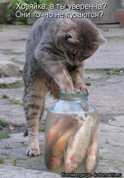 Хозяйка, а ты уверенна? Они точно не кусаются?... Котоматрица: Хозяйка, а ты уверенна? Они точно не кусаются?
