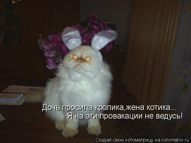 Дочь просила кролика,жена котика... Я на эти провакации не ведусь!... Котоматрица: Дочь просила кролика,жена котика... Я на эти провакации не ведусь!