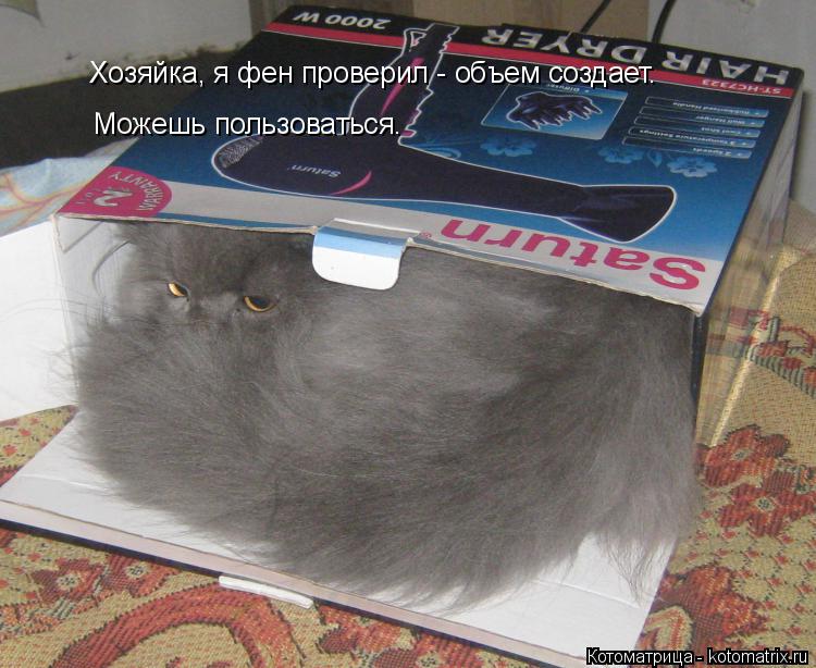 Котоматрица: Хозяйка, я фен проверил - объем создает. Можешь пользоваться.