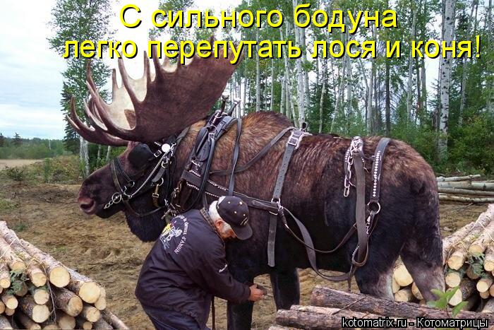 Котоматрица: С сильного бодуна  легко перепутать лося и коня!