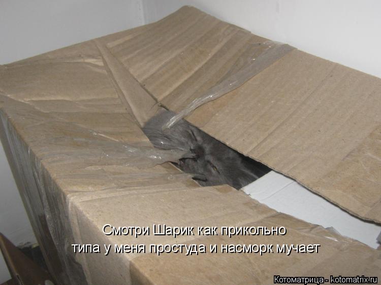 Смотри Шарик как прикольно типа у меня простуда и насморк мучает... Котоматрица: Смотри Шарик как прикольно типа у меня простуда и насморк мучает