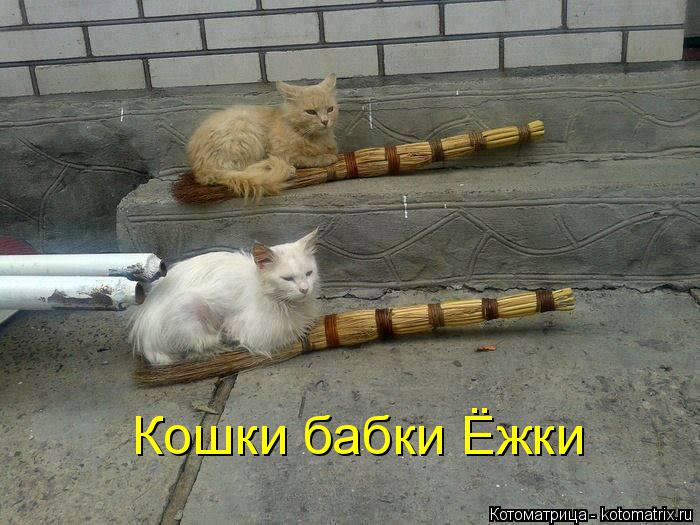 Кошки бабки Ёжки... Котоматрица: Кошки бабки Ёжки