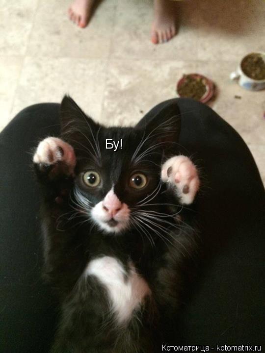 Бу!... Котоматрица: Бу!