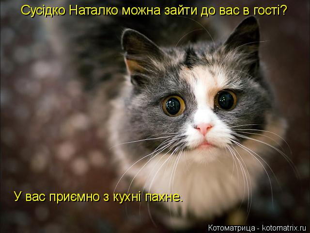 Котоматрица: Сусідко Наталко можна зайти до вас в гості? У вас приємно з кухні пахне.